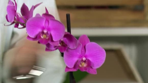Životabudič pro orchideje
