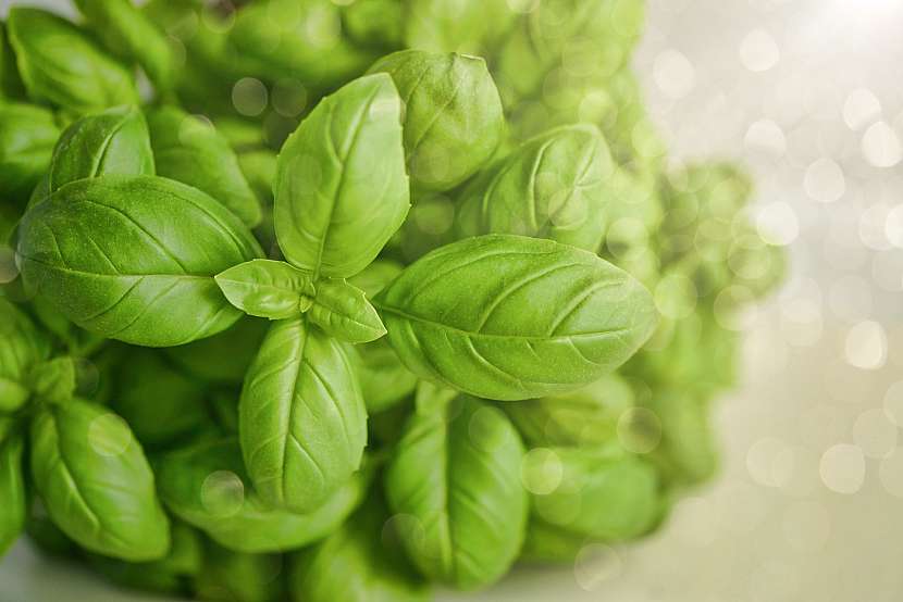 Bazalka (Ocimum)