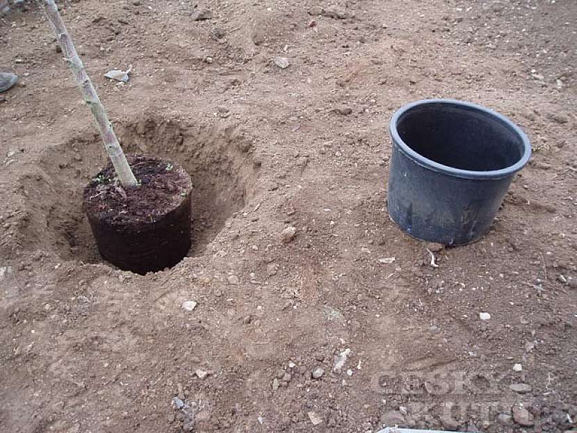 Výsadba stromu