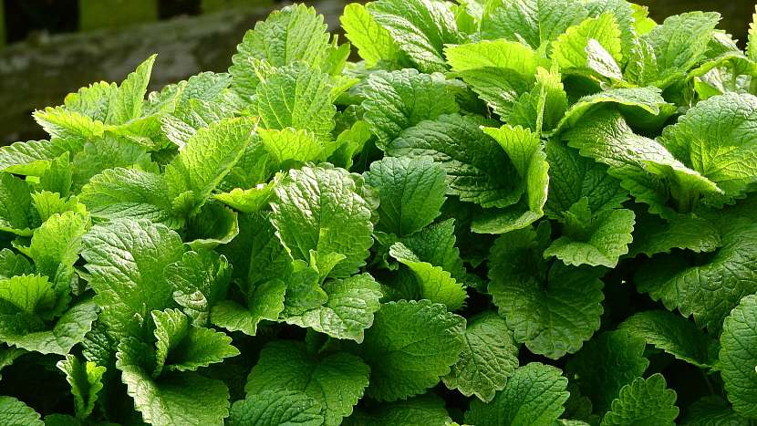 Přírodní antidepresiva: meduňka lékařská (Melissa officinalis)