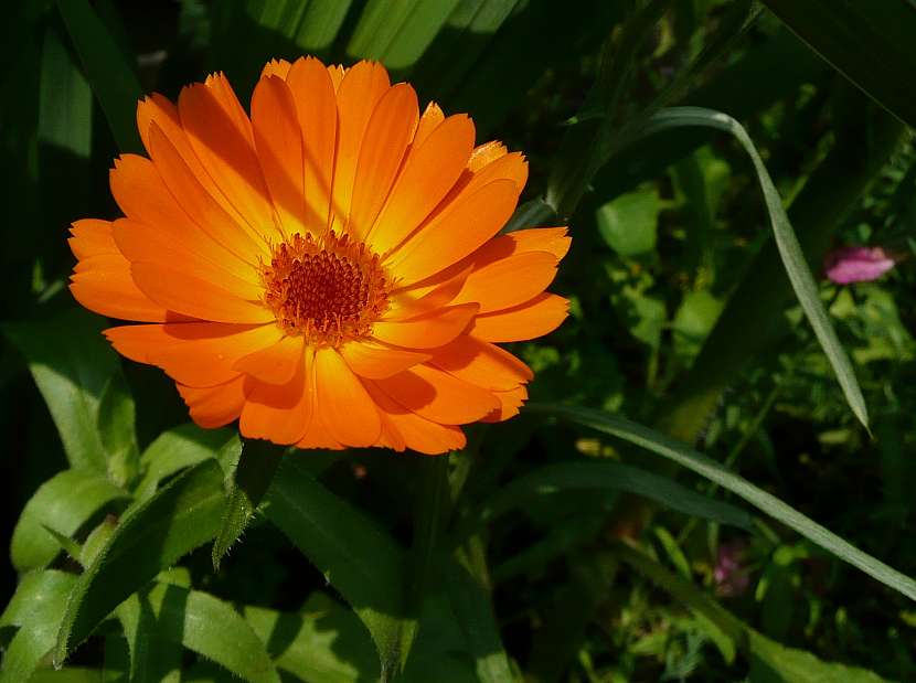 Měsíček lékařský (Calendula officinalis)