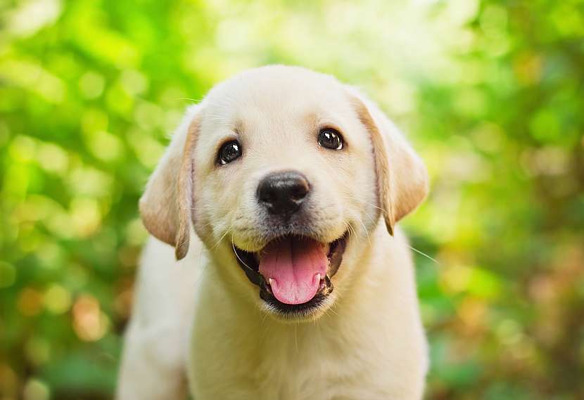 Labrador