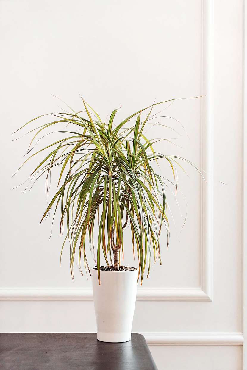 Dracena