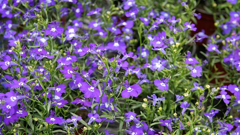 Lobelka (Lobelia erinus), odrůda Crystal Palace