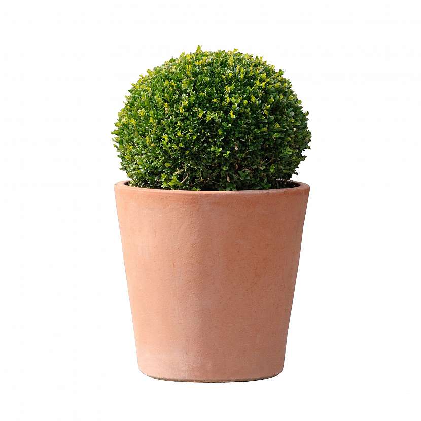 Buxus