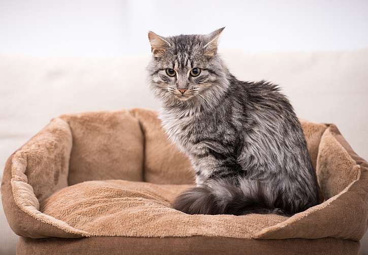 Veškerá vaše snahy o koupi pelíšku může zhýčkaná kočka rychle zhatit