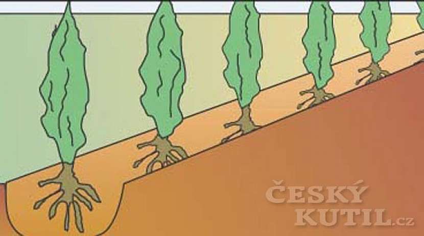 Zelený živý plot