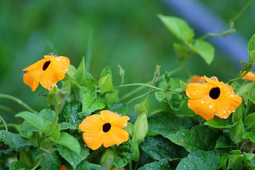Smatovka křídlatá, Černooká Zuzana (Thunbergia alata)