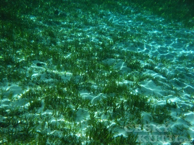 Takto fotoaparát fotí pod mořskou hladinou: