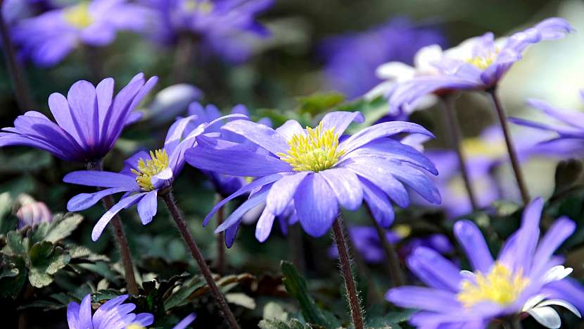5 nejkrásnějších jarních cibulovin s modrými květy: sasanka vábná (Anemone blanda)