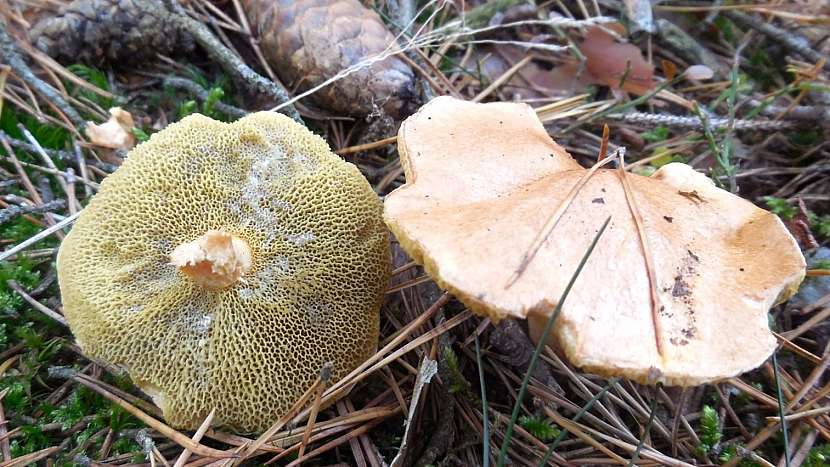 Klouzek kravský (Boletus bovinus)