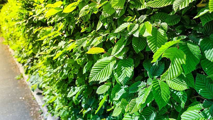 Rostliny vhodné do živého plotu: habr (Carpinus)