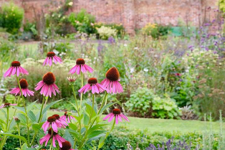 Ať žije echinacea &#8211; trvalka budoucnosti!