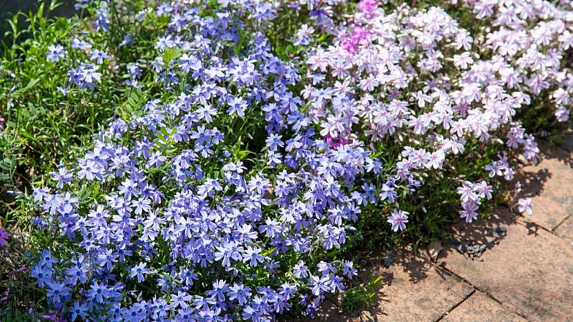 Skalnička Phlox subulata