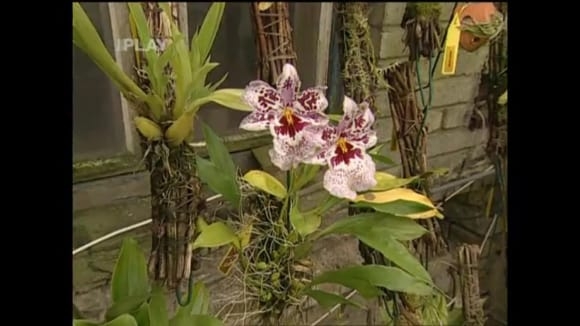 Pěstování orchidejí v košících