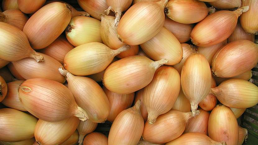Pěstování cibule: podlouhlá odrůda Elista