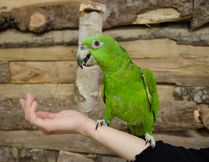 Papoušci jsou jedním z nejvýraznějších druhů, který je na stres citlivý