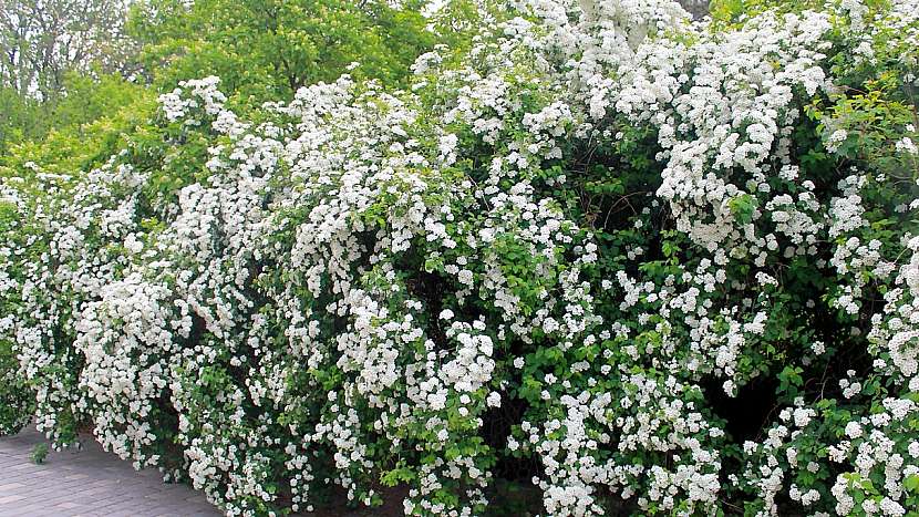Rostliny vhodné do živého plotu: tavolník (Spiraea)