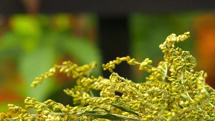 Detail květů zlatobýlu.