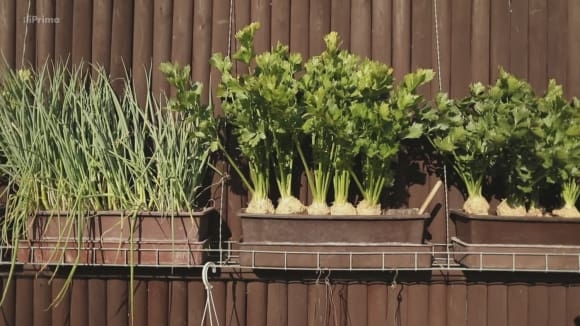 Pěstování zeleniny v truhlících