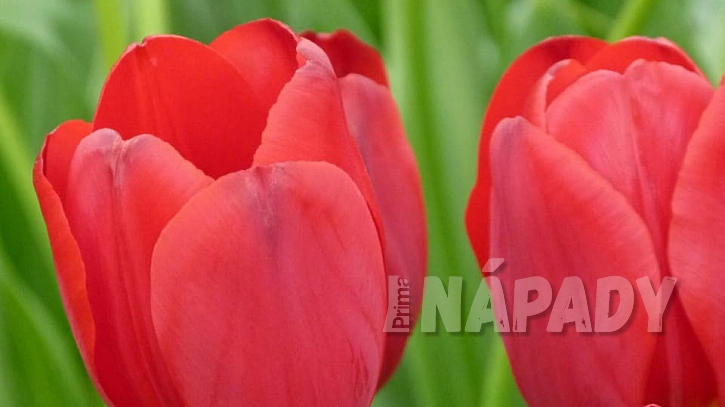 Tulipa Renegade