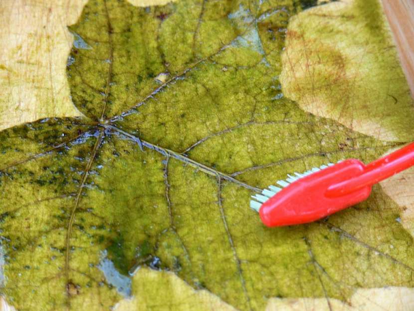 Preparování listů – návod