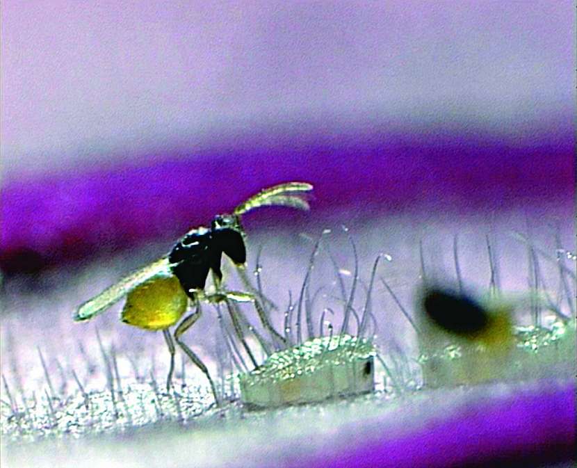 Encarsia formosa a puparium molice skleníkové