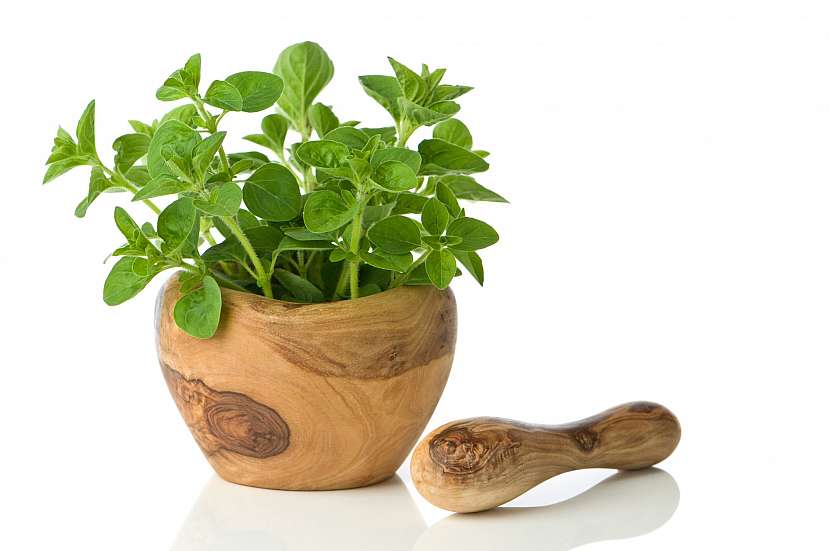 Oregano