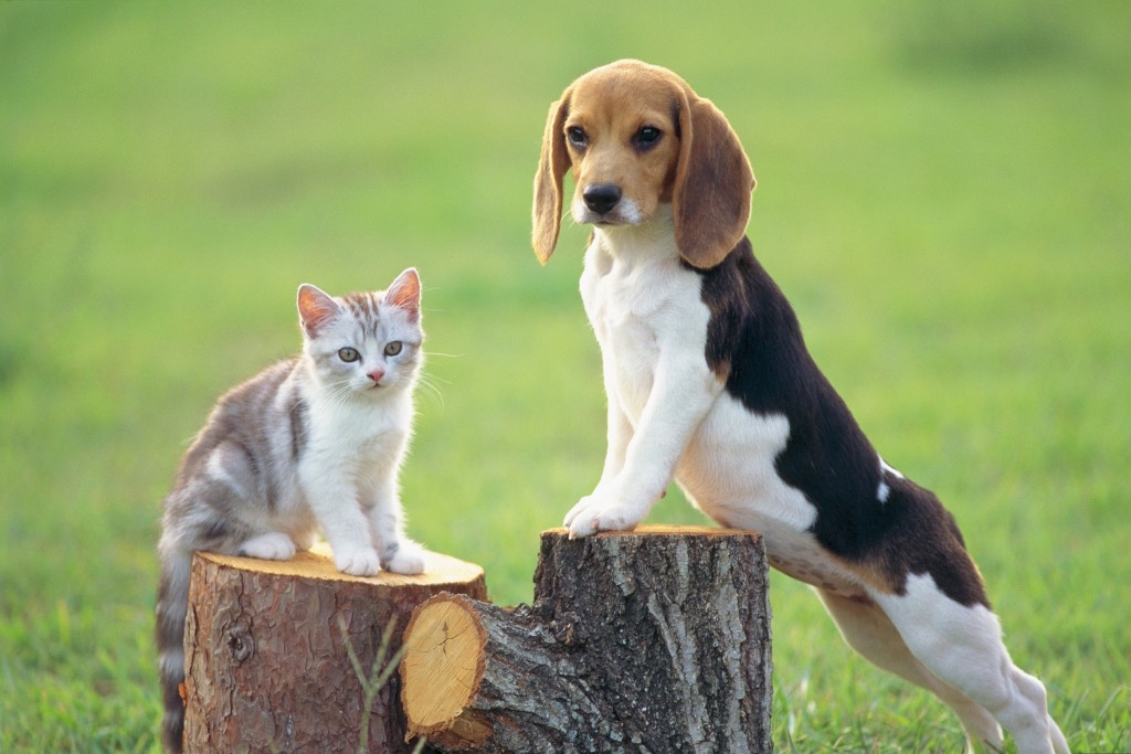 Šikovné pojištění pro psy a kočky