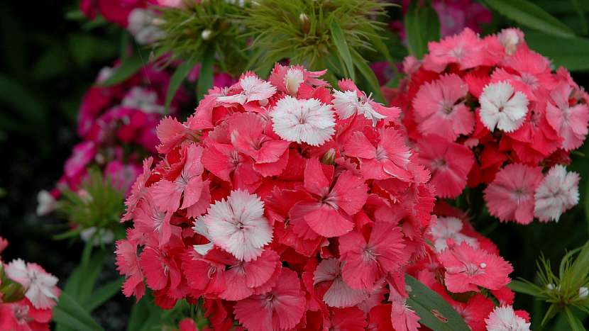 Hvozdík bradatý (Dianthus barbatus), hybrid NOVERNA CLOWN F1