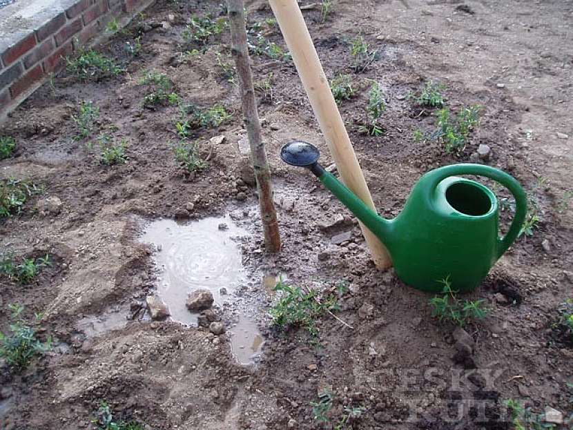 Výsadba stromu