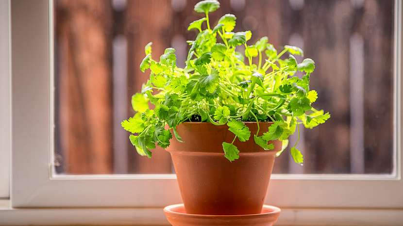 Jak pěstovat koriandr setý (Coriandrum sativum) v květináči na okenním parapetu