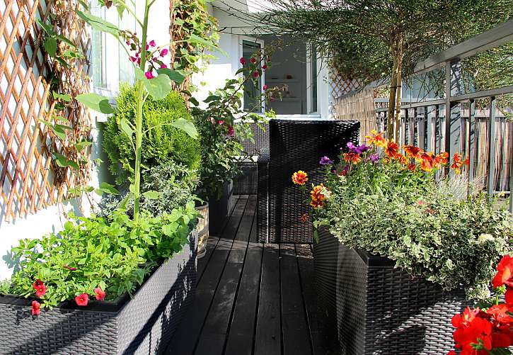 Při pěstování na balkoně lze kombinovat kvetoucí druhy, zeleninu i bylinky (Zdroj: Depositphotos)