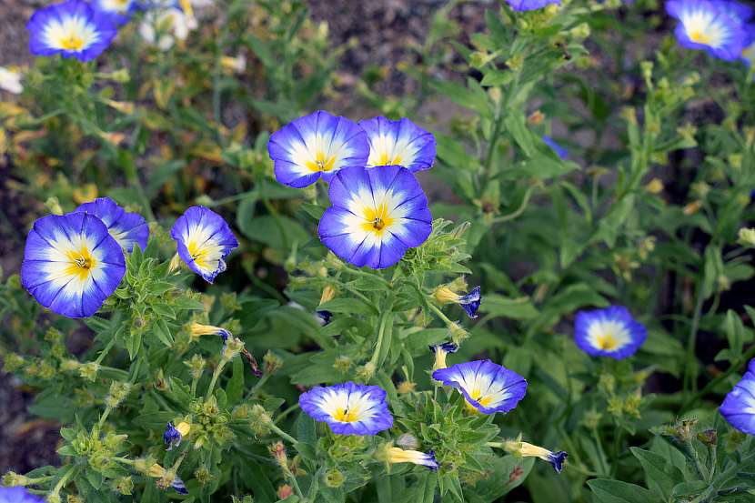 Svlačec trojbarevný (Convolvulus tricolor)