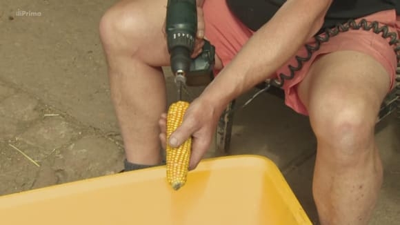 Oddělování zrn z kukuřice