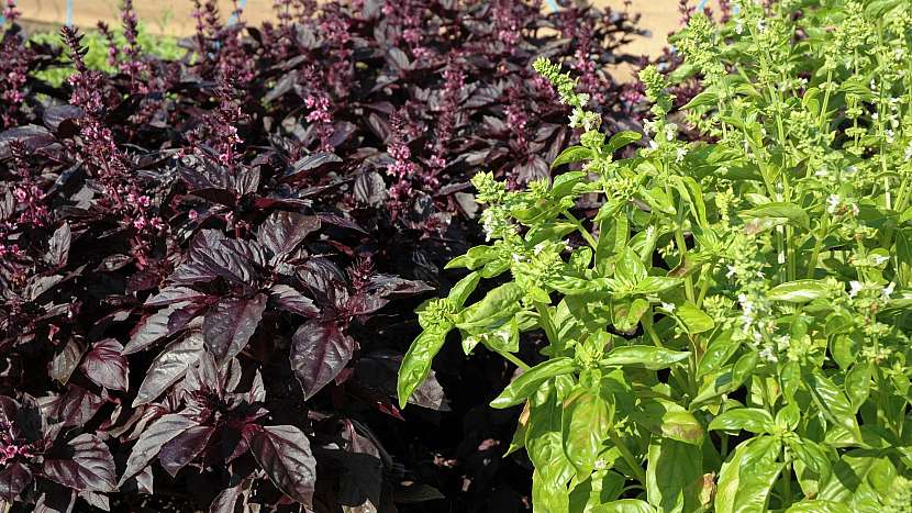 Bylinková zahrádka: bazalka pravá (Ocimum basilicum) - odrůdy Red Rubin a Lettuce Leaf