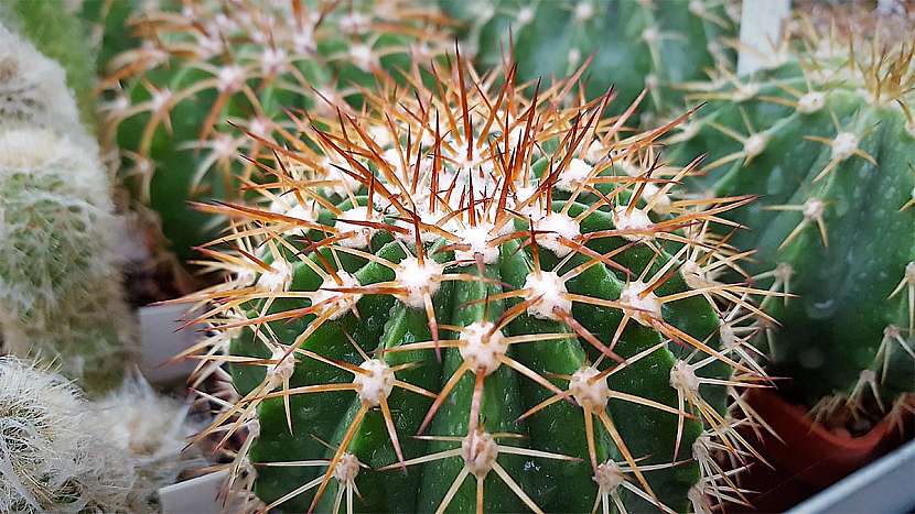 Pokojové rostliny rodině na míru: kaktus ocení tatínek ; Melocactus hernandezii
