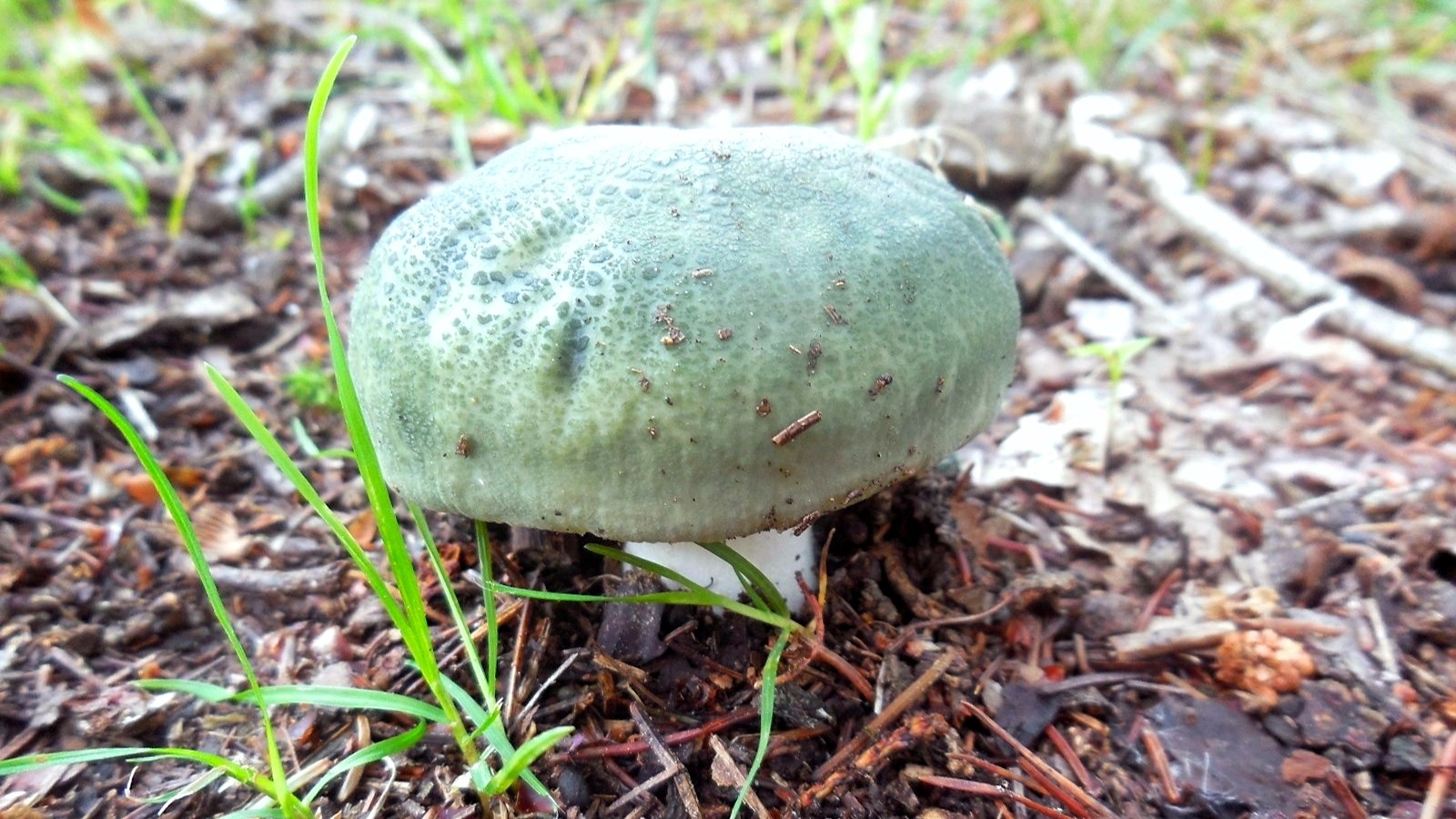 Holubinka nazelenalá je houba, pro kterou se rozhodně vyplatí shýbnout 