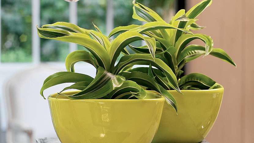6 nečekaných důvodů, proč mít doma kytky: dracéna (Dracaena)