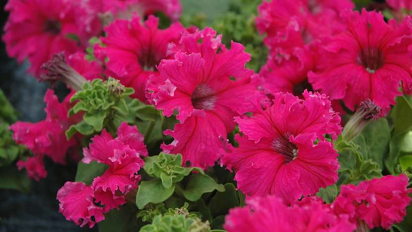 Předpěstujte si petúnie: FRILLYTUNIA ROSE floranova Fimberiata