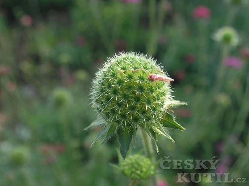 Chrastavec makedonský