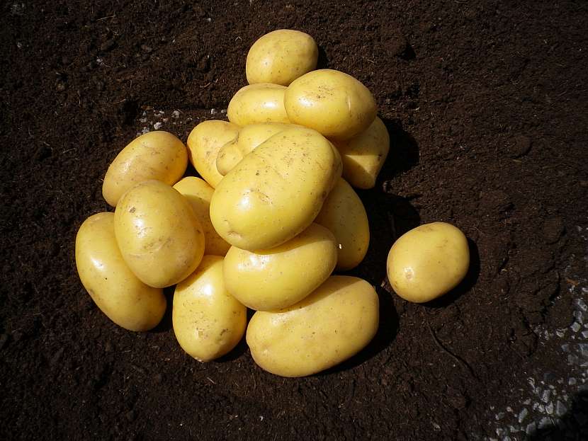 Brambory citronové