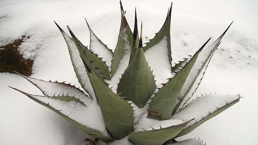 Pořiďte si mrazuvzdorné agáve: agave havardiana v zimě