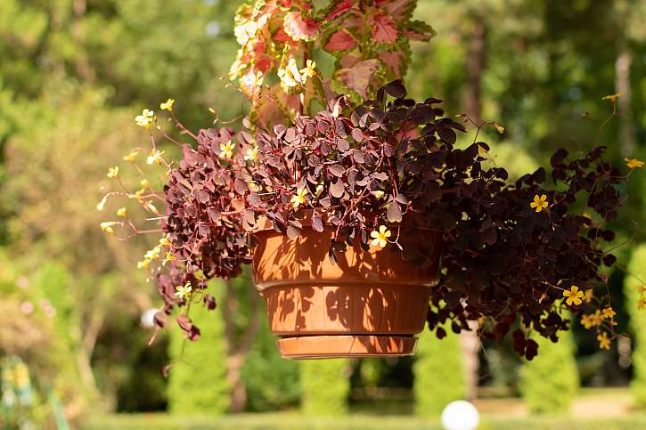 Vypěstujte si čtyřlístek pro štěstí, rostlinu oxalis (Zdroj: Depositphotos (https://cz.depositphotos.com))