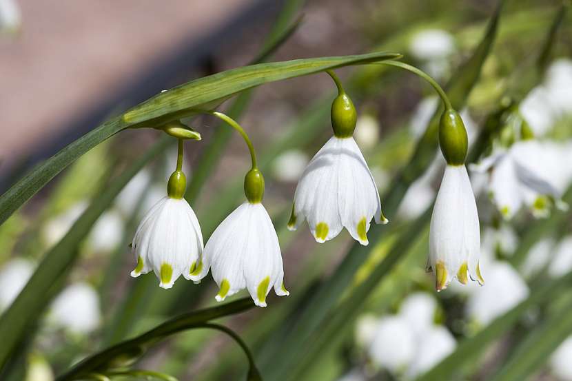 Bledule letní (Leucojum aestivum)