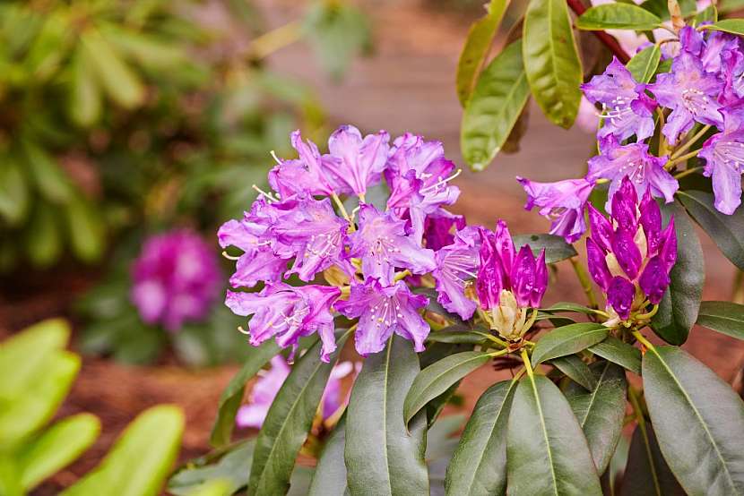 Pro rododendrony se hodí směs rašeliny a vyzrálého kůrového humusu