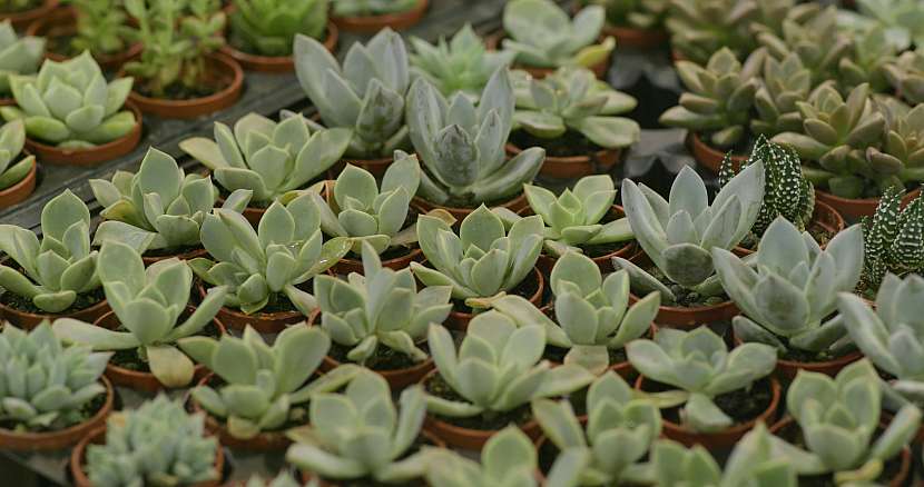 Echeveria