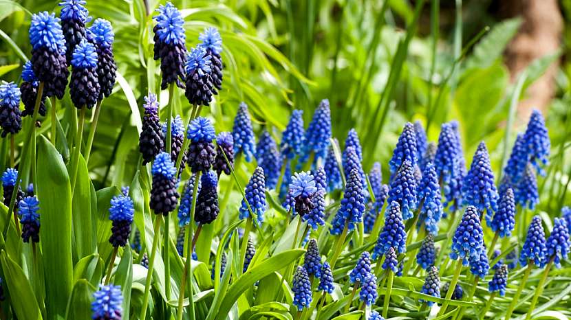 5 nejkrásnějších jarních cibulovin s modrými květy: modřenec (Muscari)