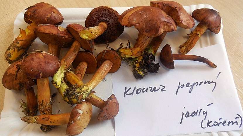 Hřib nebo také klouzek peprný (Boletus piperatus)