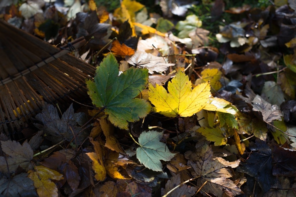 5 rad, jak si ulehčit podzim na zahradě 